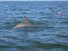 dophin.jpg (1591605 bytes)